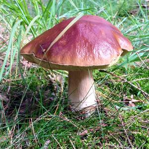 King Bolete