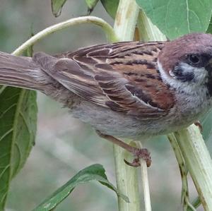 Eurasian Tree Sparrow