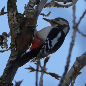 Great Spotted Woodpecker