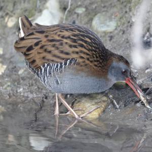 Water Rail