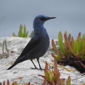 Blue Rock-thrush