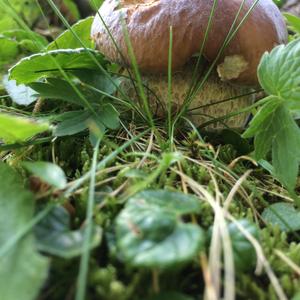 King Bolete