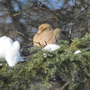 Mourning Dove