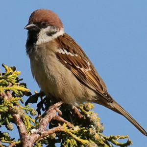 Eurasian Tree Sparrow