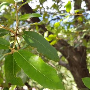 Holm Oak