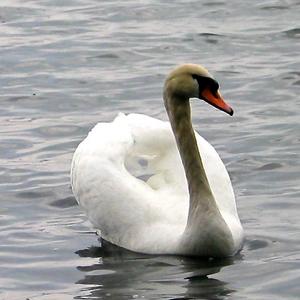 Mute Swan