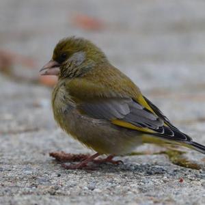 European Greenfinch