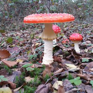 Fly Agaric