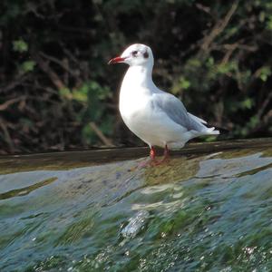 Black-headed Gull