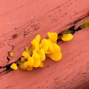 Unknown Species