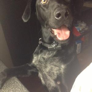 Unknown Breed