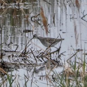 Wood Sandpiper