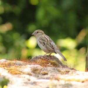 House Sparrow