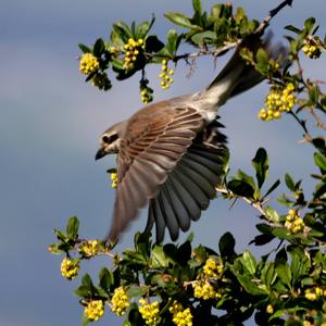 Red-backed Shrike