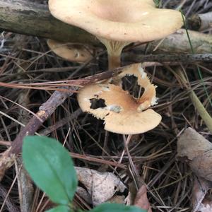 Funnel Clitocybe