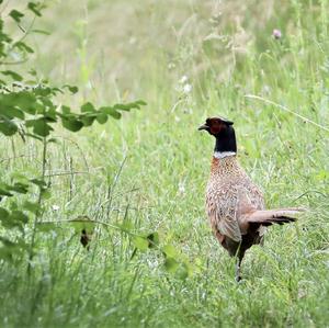 Common Pheasant