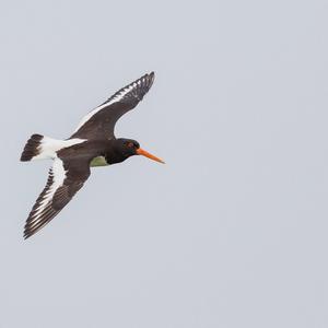 Eurasian Oystercatcher