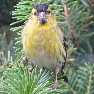 Eurasian Siskin