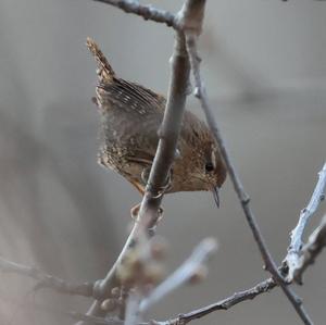 Winter Wren