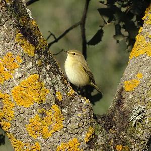 Common Chiffchaff