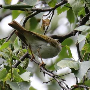 Berglaubsänger