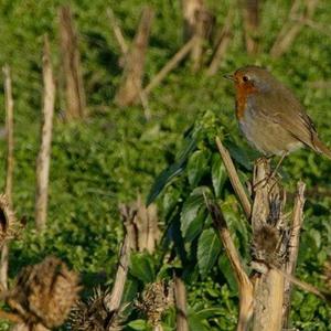 European Robin