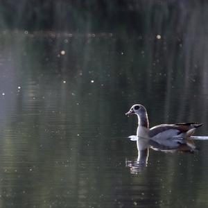 Egyptian Goose