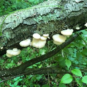 Oyster Mushroom