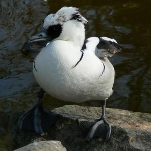 Smew