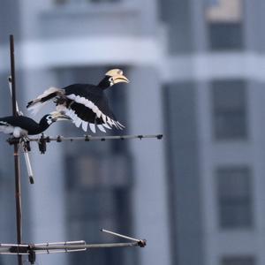 Oriental Pied Hornbill