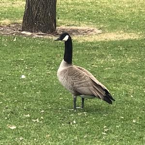 Canada Goose