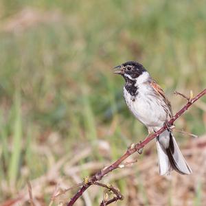 Reed Bunting