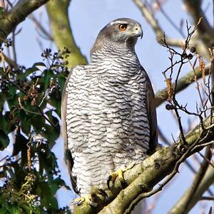 Northern Goshawk