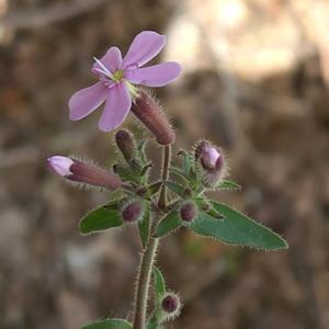 Rock soapwort