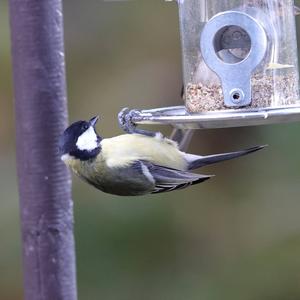 Great Tit