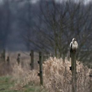 Common Buzzard