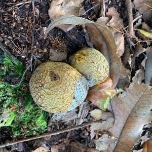 Pigskin Poison Puffball