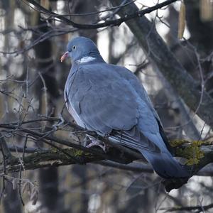 Common Wood-pigeon