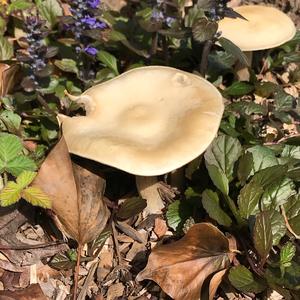 Fat-footed Clitocybe