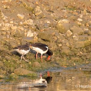 Eurasian Oystercatcher