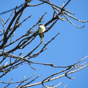 Eastern Phoebe