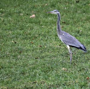 Grey Heron