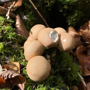 Stump Puffball