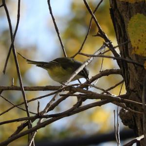 Blue-headed Vireo