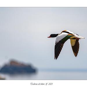 Common Shelduck