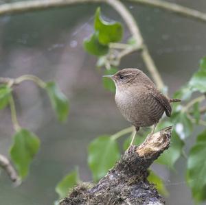 Winter Wren