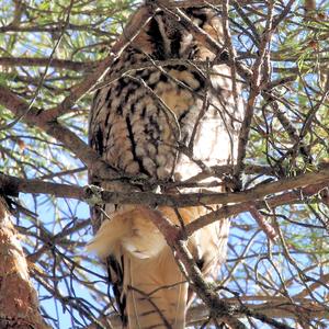 Long-eared Owl