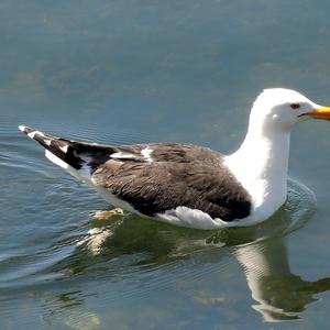 Great Black-backed Gull