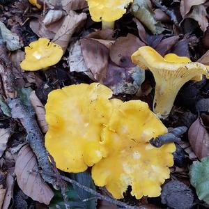 Chanterelle, Common