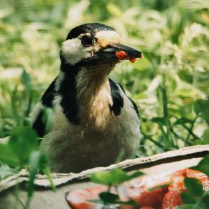 Great Spotted Woodpecker